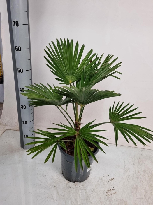 <h4>TRACHYC WAGNERIAN</h4>