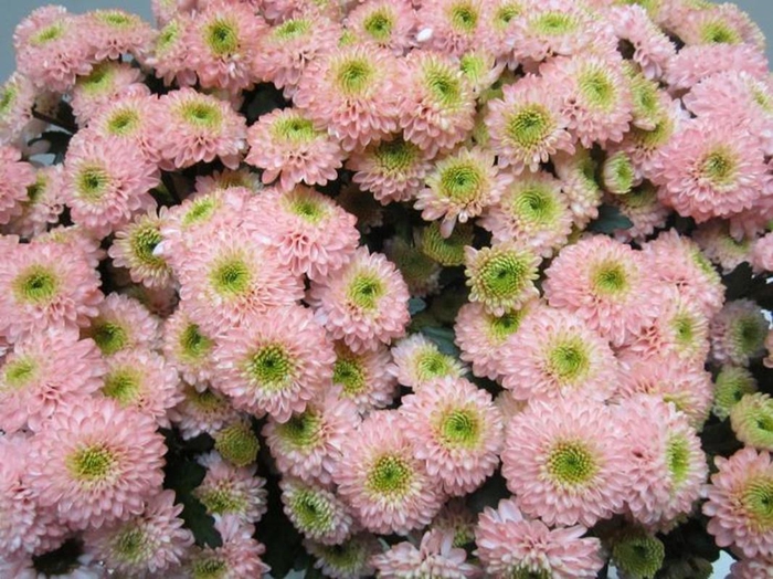 <h4>Chr San Ferry Sweet Roosvice</h4>