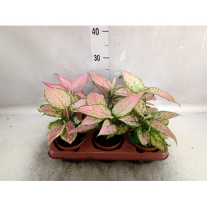 Aglaonema   ...