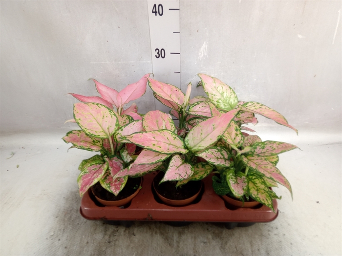 Aglaonema   ...