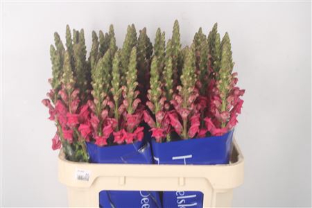 <h4>Antirrhinum Nl. Pink Antibes</h4>