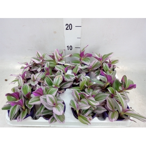 Tradescantia albif. 'Nanouk'