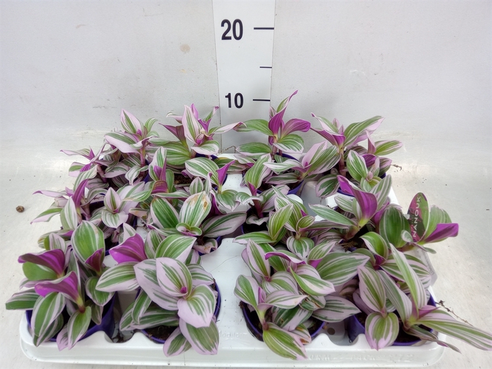 <h4>Tradescantia albif. 'Nanouk'</h4>