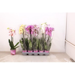 PHAL GEM 5 KL