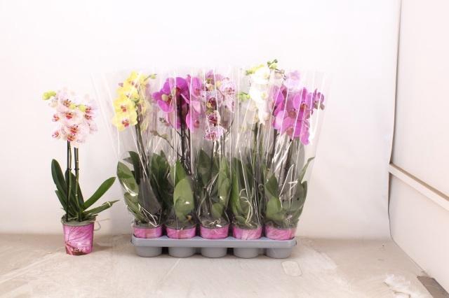 <h4>PHAL GEM 5 KL</h4>