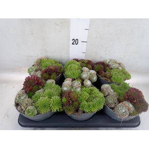 Sempervivum   ...