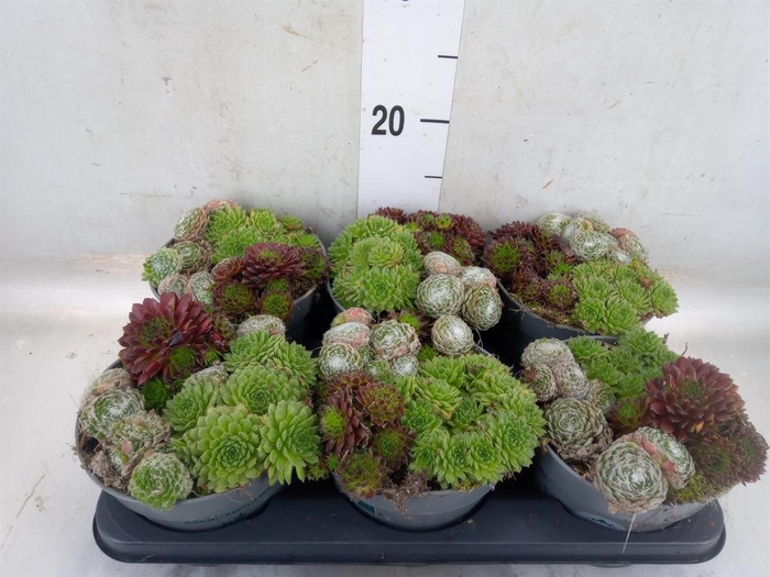 <h4>Sempervivum   ...</h4>