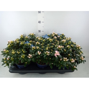 Rhododendron sim. 'Hor Class Bicol'