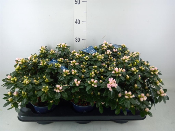 <h4>Rhododendron sim. 'Hor Class Bicol'</h4>