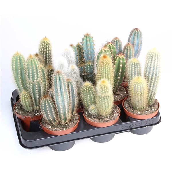 <h4>Cactus zuilmix</h4>