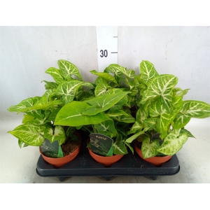 Syngonium  'Arrow'
