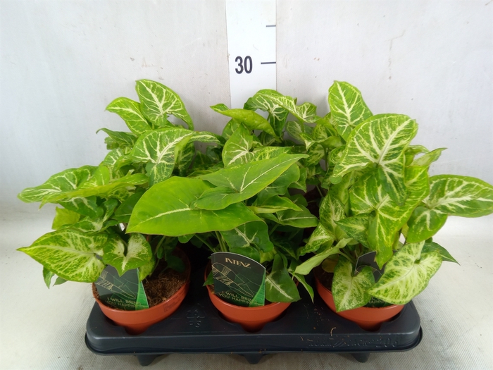 <h4>Syngonium  'Arrow'</h4>