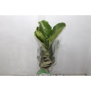 FICUS LYRATA P17