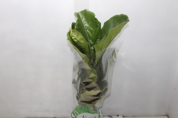 <h4>FICUS LYRATA P17</h4>