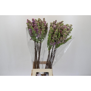 Syringa vulgaris 'Michel Buchner'