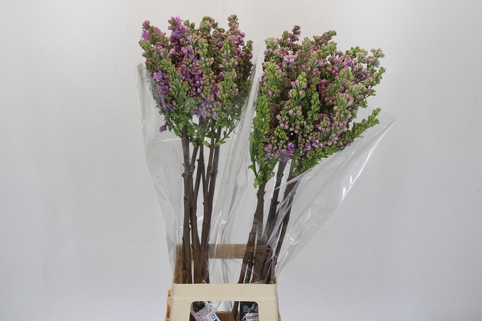 <h4>Syringa vulgaris 'Michel Buchner'</h4>