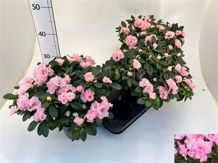 <h4>Rhodo Si Kassandra</h4>