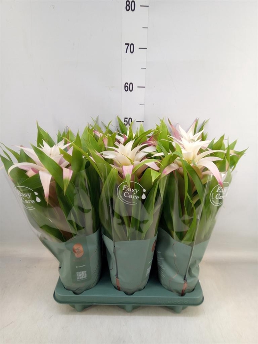 <h4>Guzmania  'Deseo Magical White'</h4>