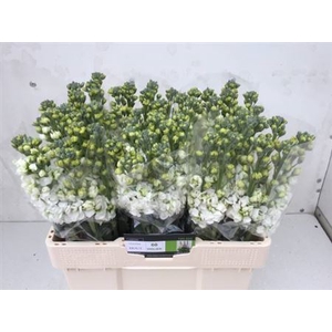 Matth Centum White
