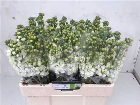 <h4>Matth Centum White</h4>