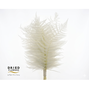 Dried Bleached Sword Fern