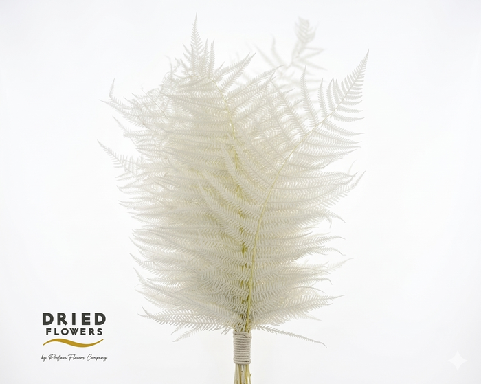 <h4>Dried Bleached Sword Fern</h4>