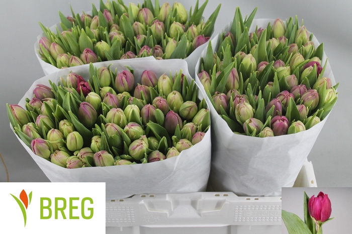 <h4>TU DU MARGARITA</h4>