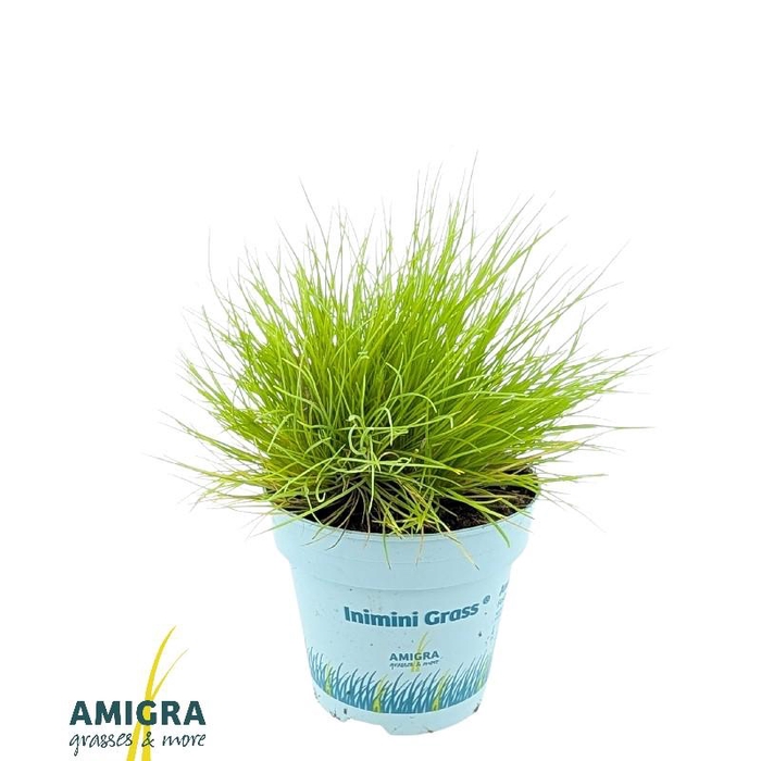<h4>Festuca glauca AmiGold® 2012</h4>