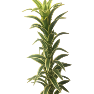 FOLHAGEM DRACENA PLEOMELE VARIEGATA
