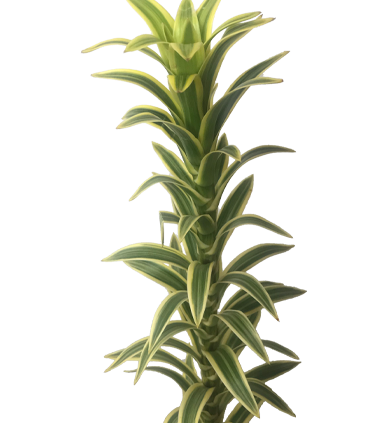 <h4>FOLHAGEM DRACENA PLEOMELE VARIEGATA</h4>