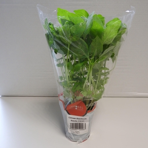 Basilicum Citroen P9