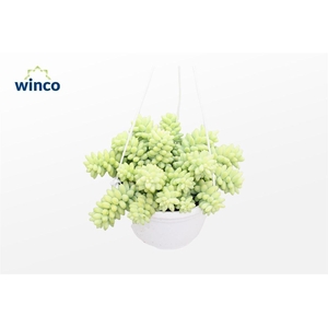 Sedum Burrito (hanging Basket)