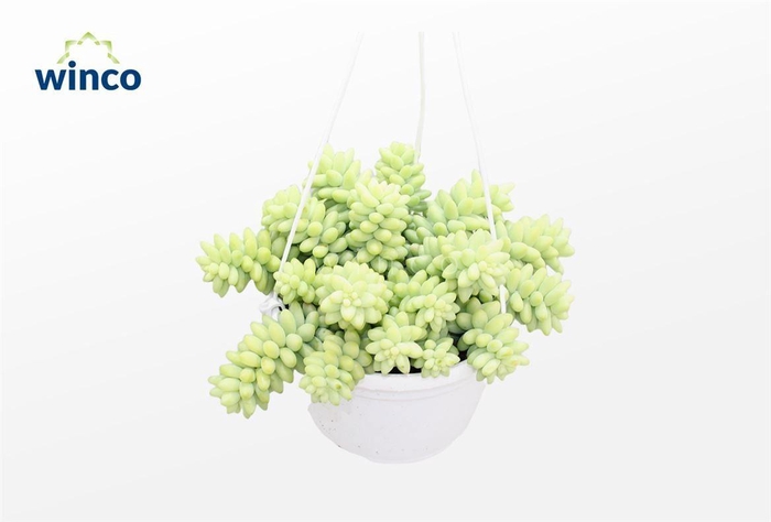 <h4>Sedum Burrito (hanging Basket)</h4>