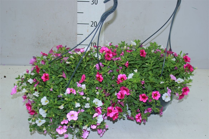 <h4>Calibrachoa Miniflora Mix Per Hangpot</h4>