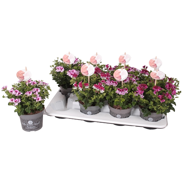 <h4>Pelg. Angel Parfum mix tray 12cm</h4>