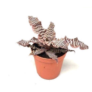 Cryptanthus zonatus