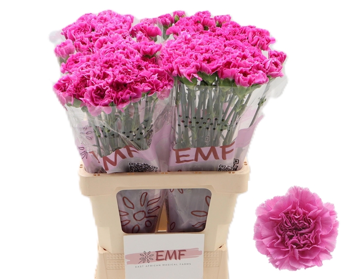 <h4>DI ST FARIDA</h4>