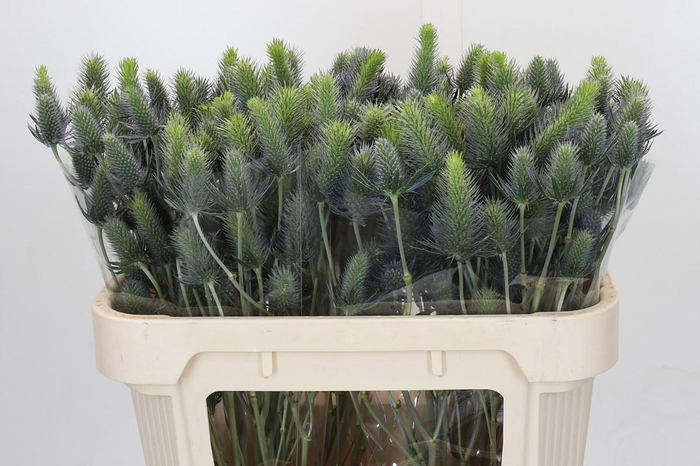 <h4>Eryngium Electric Dynamite</h4>