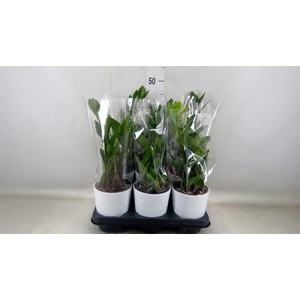 Zamioculcas zamiifolia