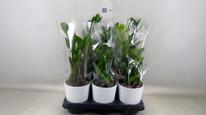 <h4>Zamioculcas zamiifolia</h4>