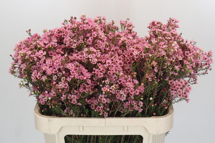 <h4>Chamelaucium Sarah's Delight</h4>