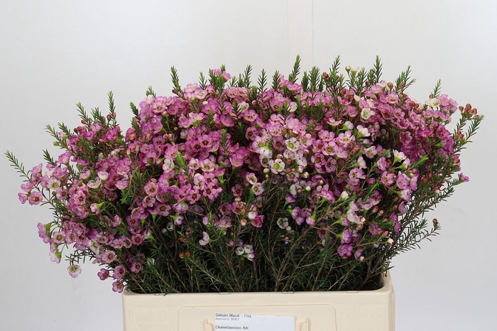 <h4>Chamelaucium Adi</h4>