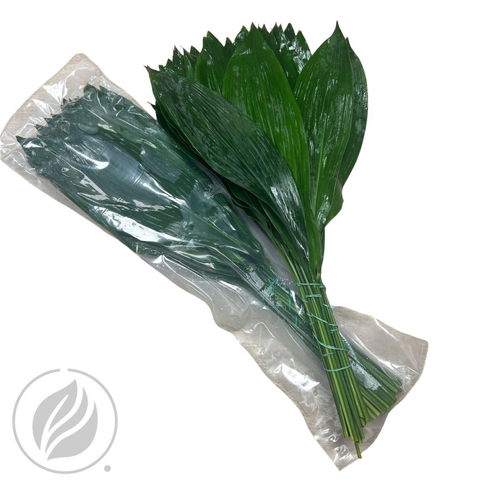 <h4>Aspidistra Superiore 70cm Vac.</h4>