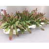 Rhipsalis
