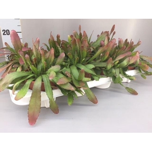 Rhipsalis   ...