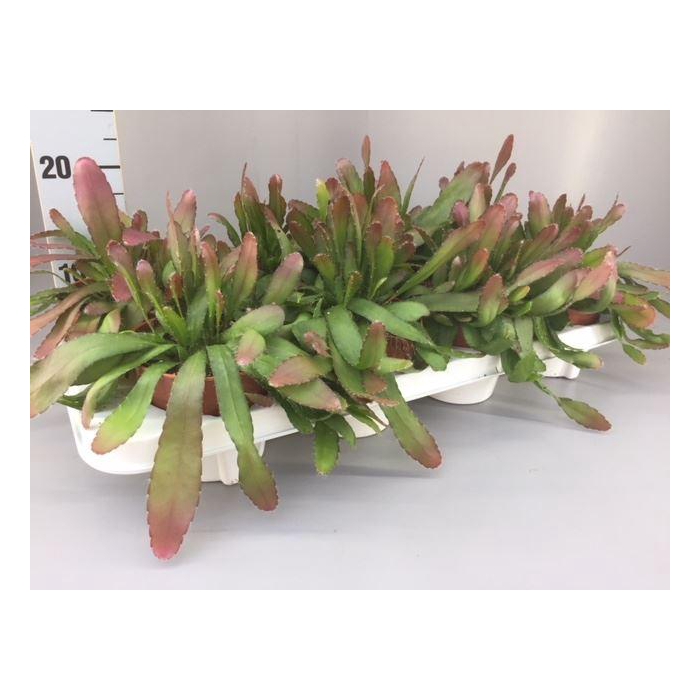 <h4>Rhipsalis   ...</h4>