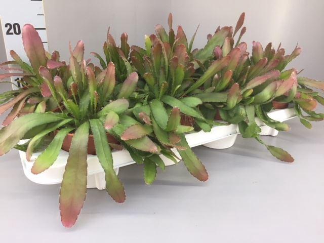 <h4>Rhipsalis ...</h4>
