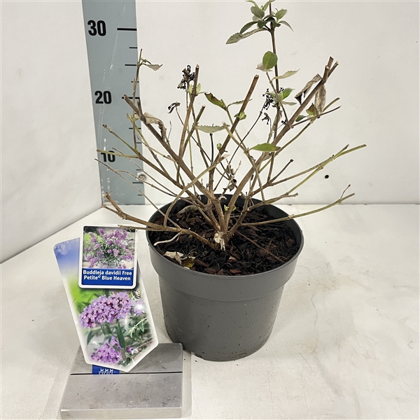 <h4>Buddleja dav. Free Petite© Blue Heaven ('Podaras 8'PBR)</h4>