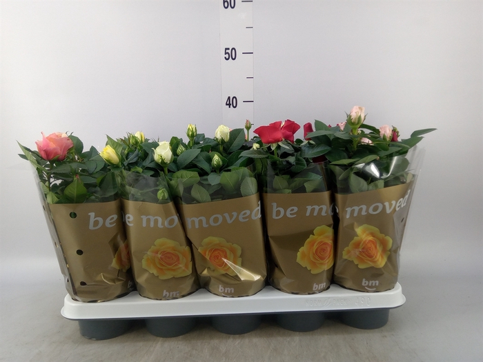 <h4>Rosa  'Beau Monde'   ...mix</h4>