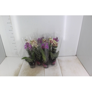 PHALAENOPSIS MINI P09 2 HT PREMIUM